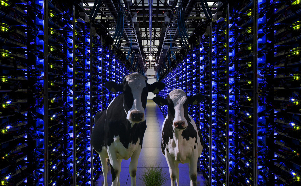 server-cows